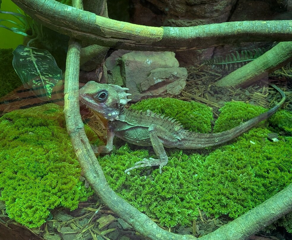 Canberra Reptile Zoo-尼克斯必去景点