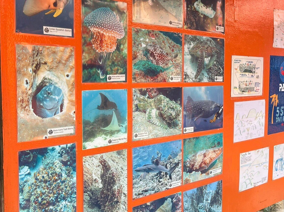 Matahari Divers-小停泊岛必去景点