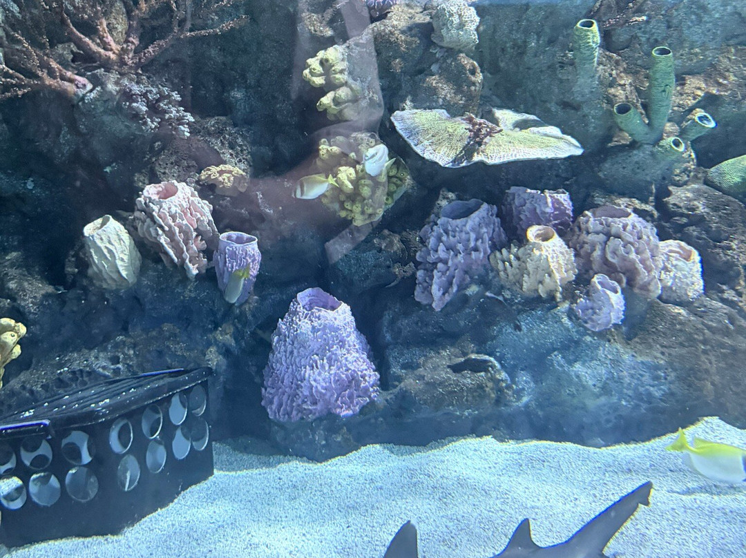 Angkor Wildlife & Aquarium-暹粒必去景点