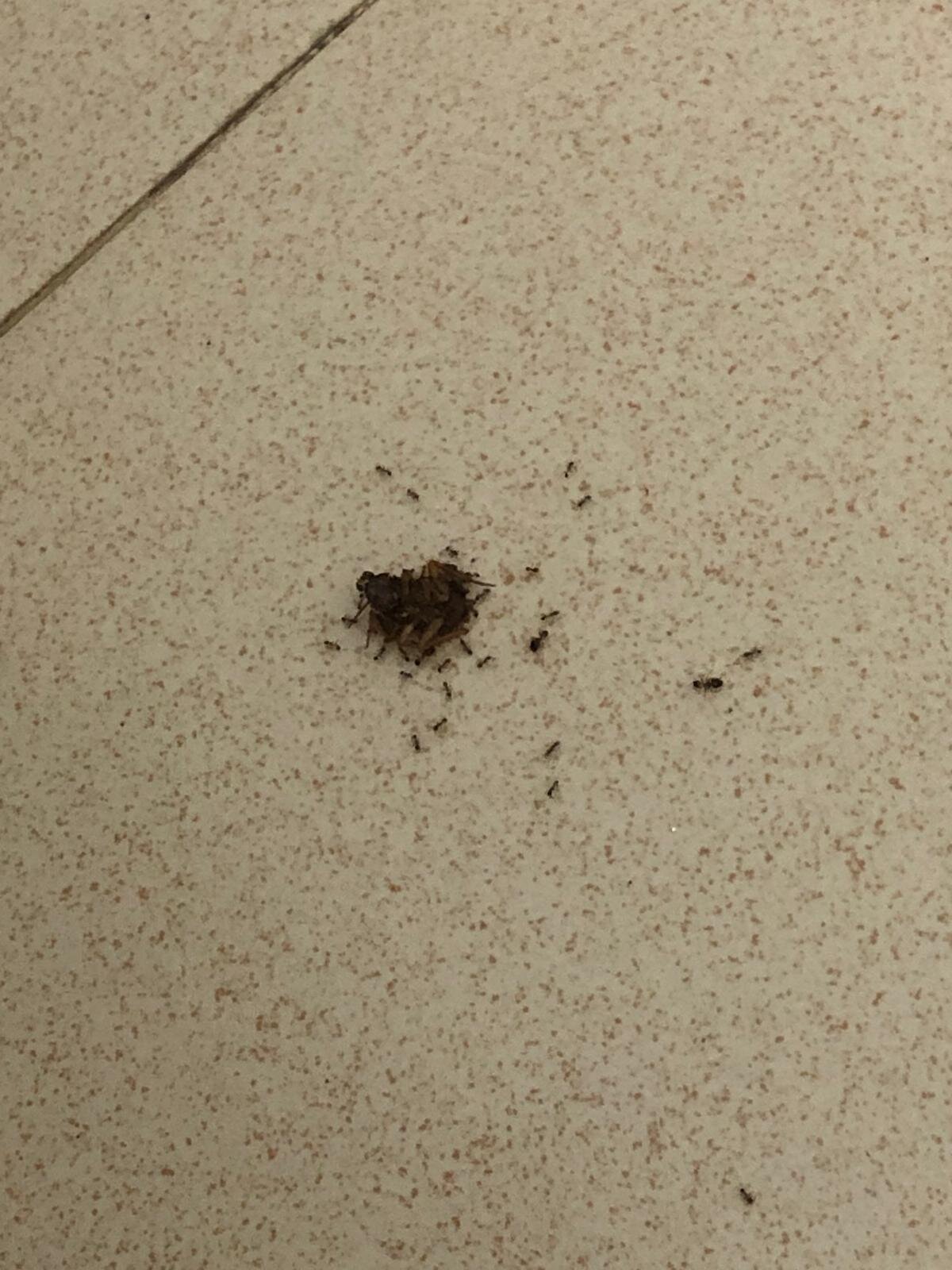 蓝海哥斯达黎加花园-浴室