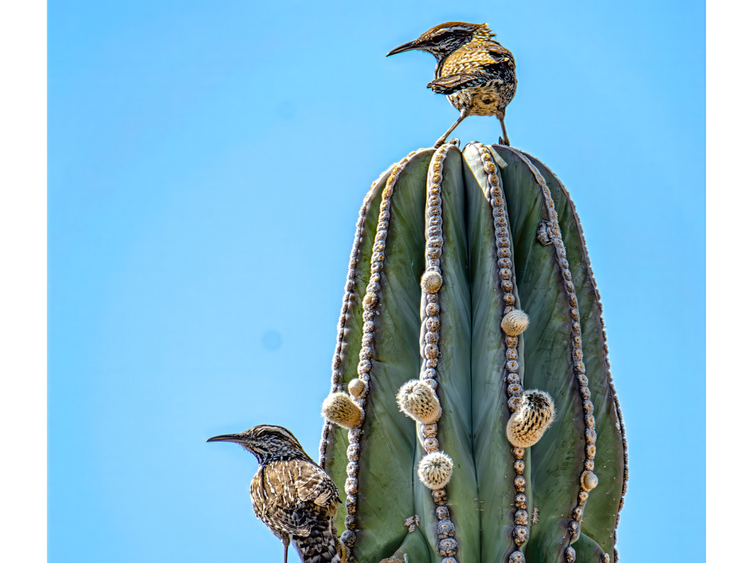 Lugares Pajarosos Birding Expeditions-拉巴斯必去景点