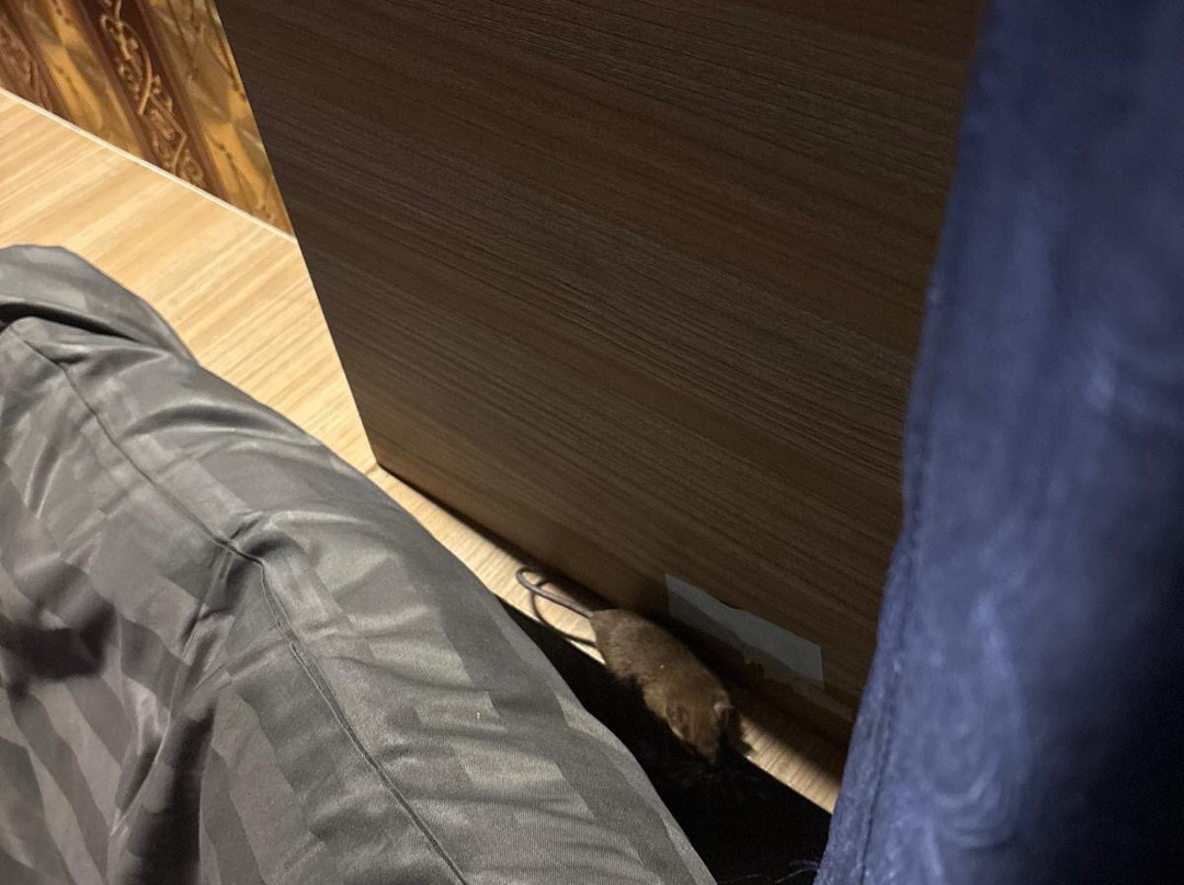 考索克雨林度假村主图