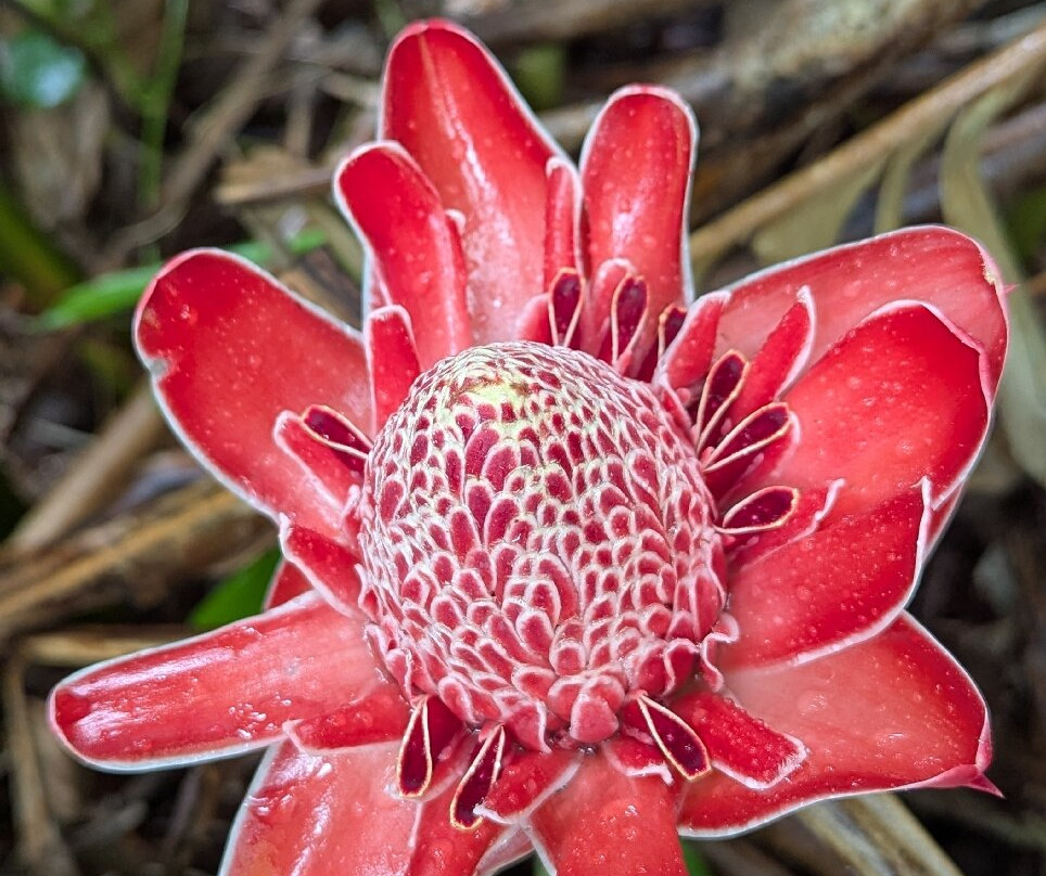 Plantation Beauvallon-Le Morne-Rouge必去景点