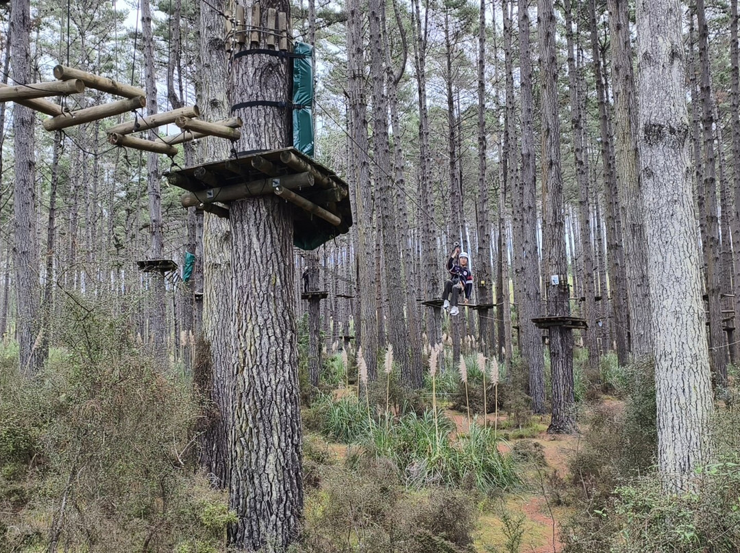 Tree Adventures-伍德山必去景点