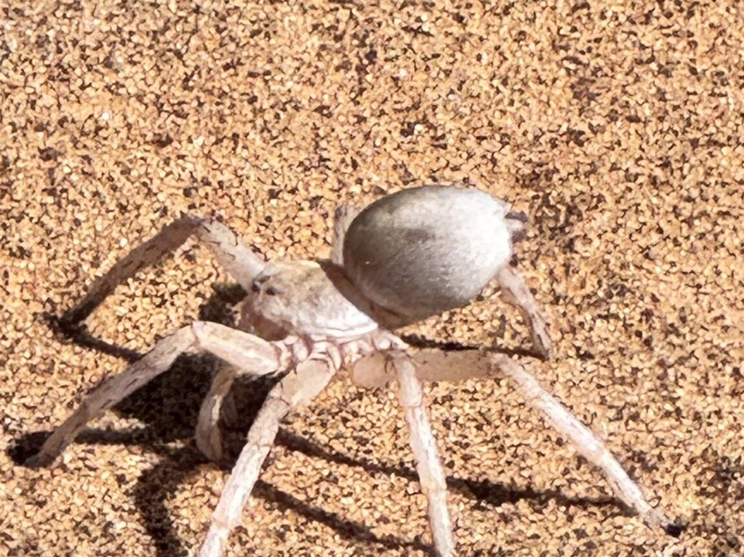 Living Desert Adventures Discover the Little 5-斯瓦科普蒙德必去景点