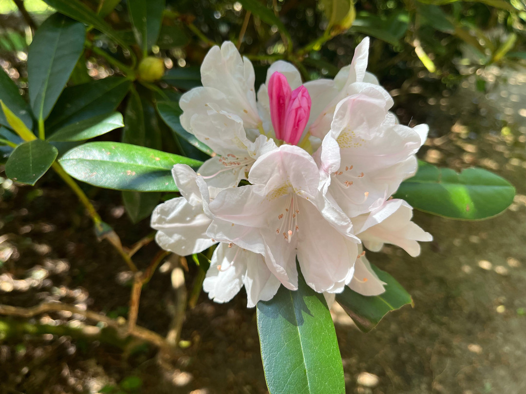 Parc Botanique de Cornouaille-孔布里必去景点