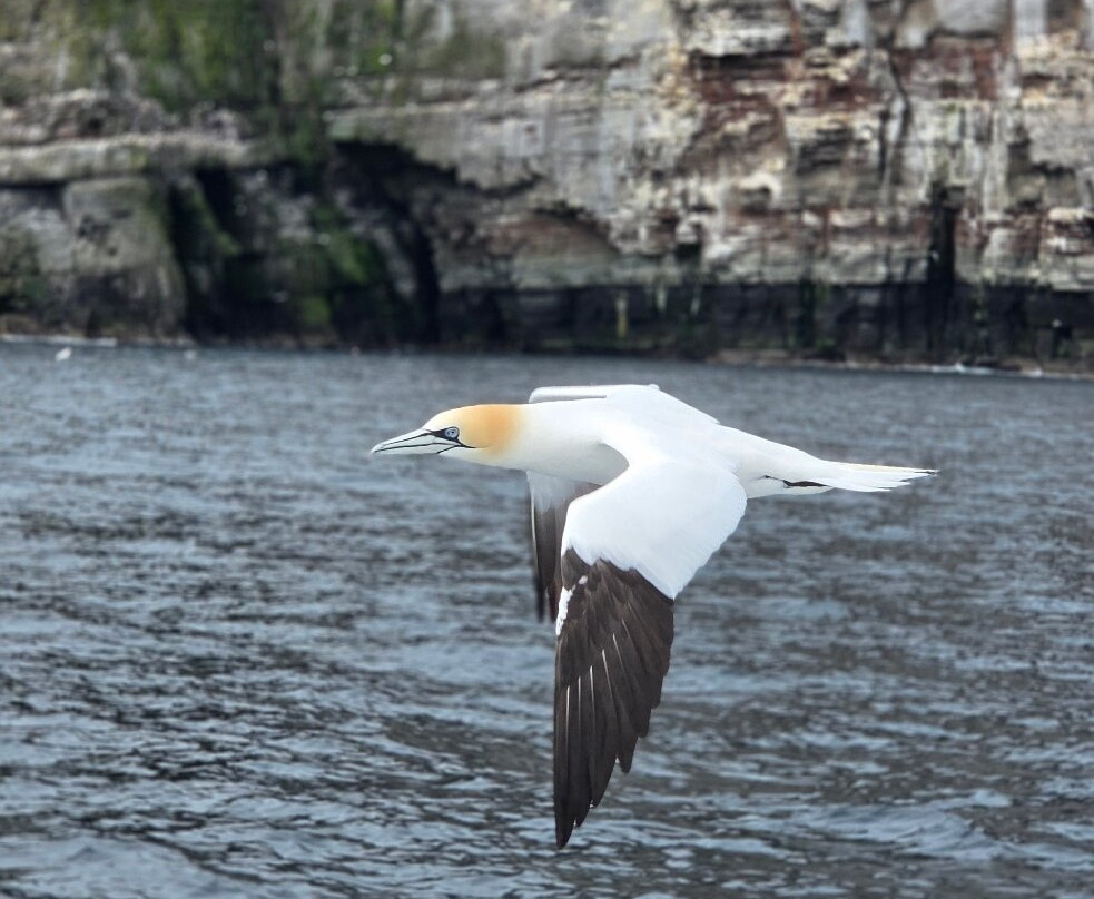 Seabirds and Seals - The Original Noss Boat Tours-Lerwick必去景点
