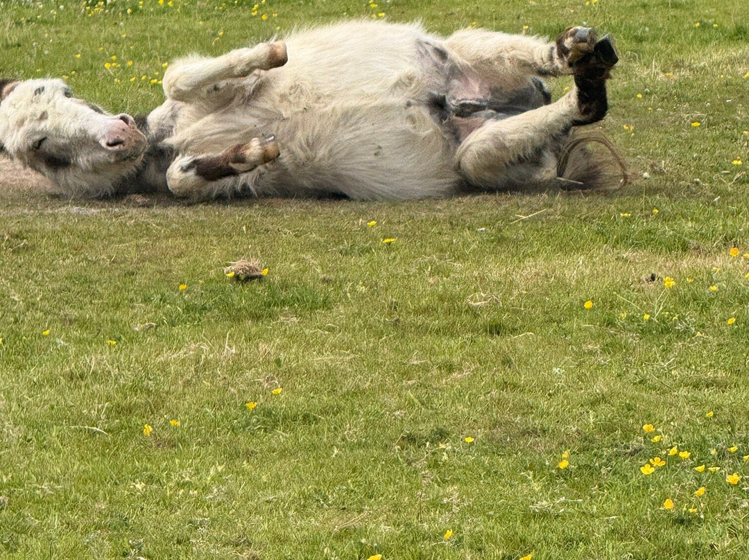 The Donkey Sanctuary-西德茅斯必去景点