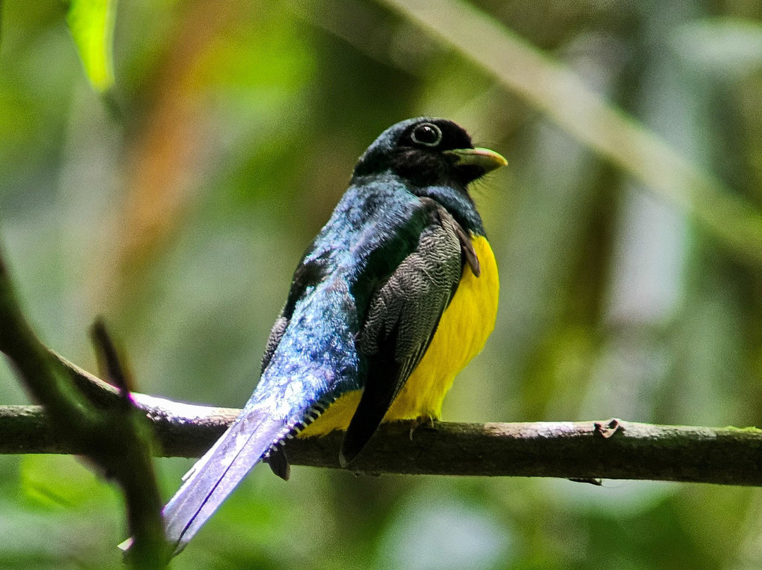 Birding and Nature tours in Carara