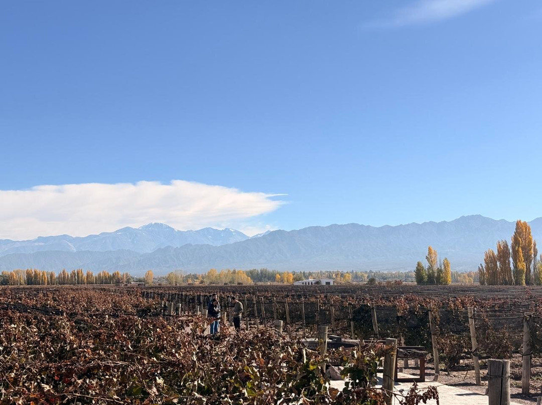 Viamonte Winery-路冉得库约必去景点