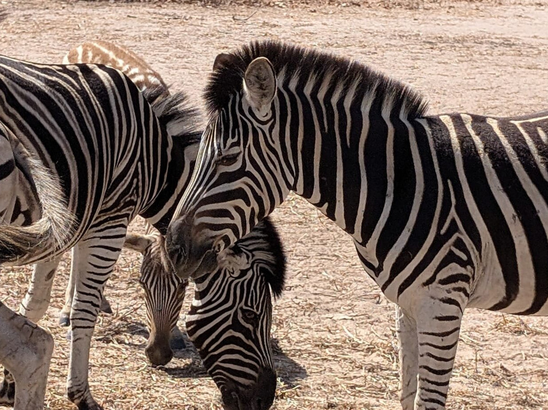 Fathala Wildlife Reserve-Dassilame Ba必去景点