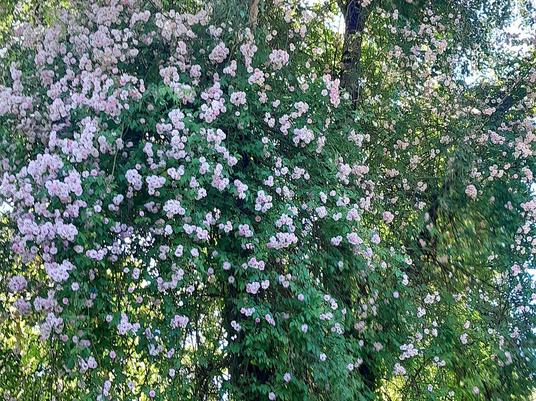 玛丽花园主图