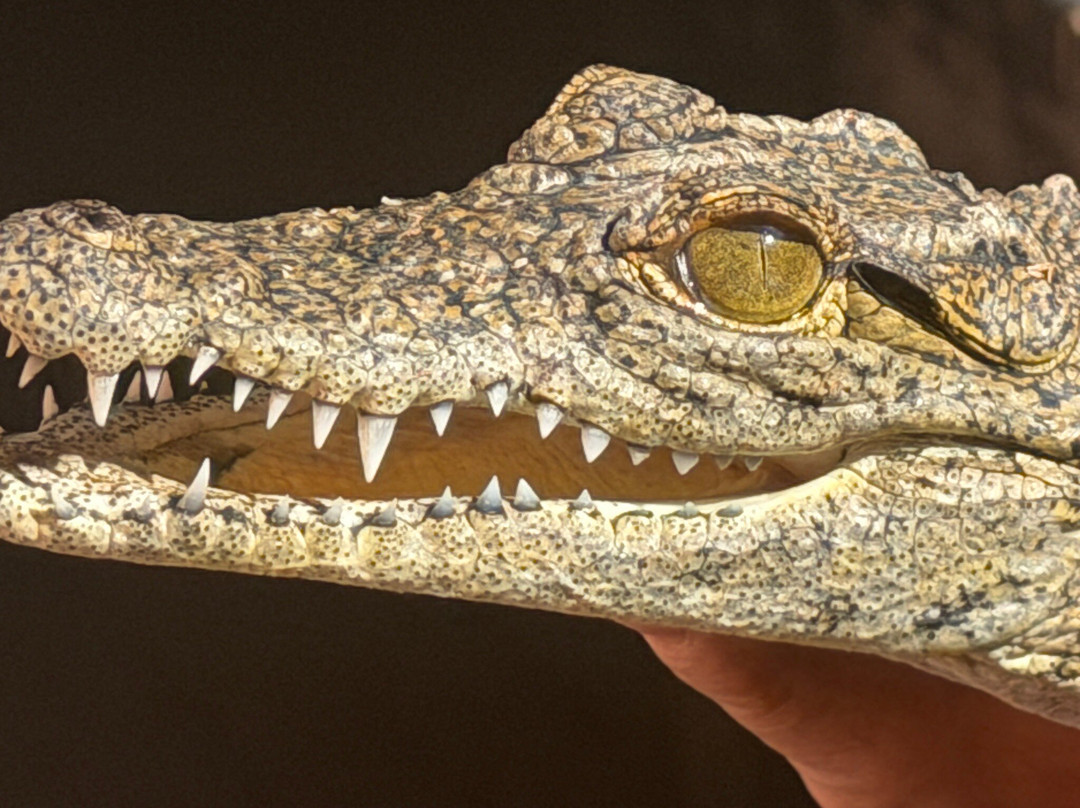 Chobe Crocodile Farm-卡萨尼必去景点