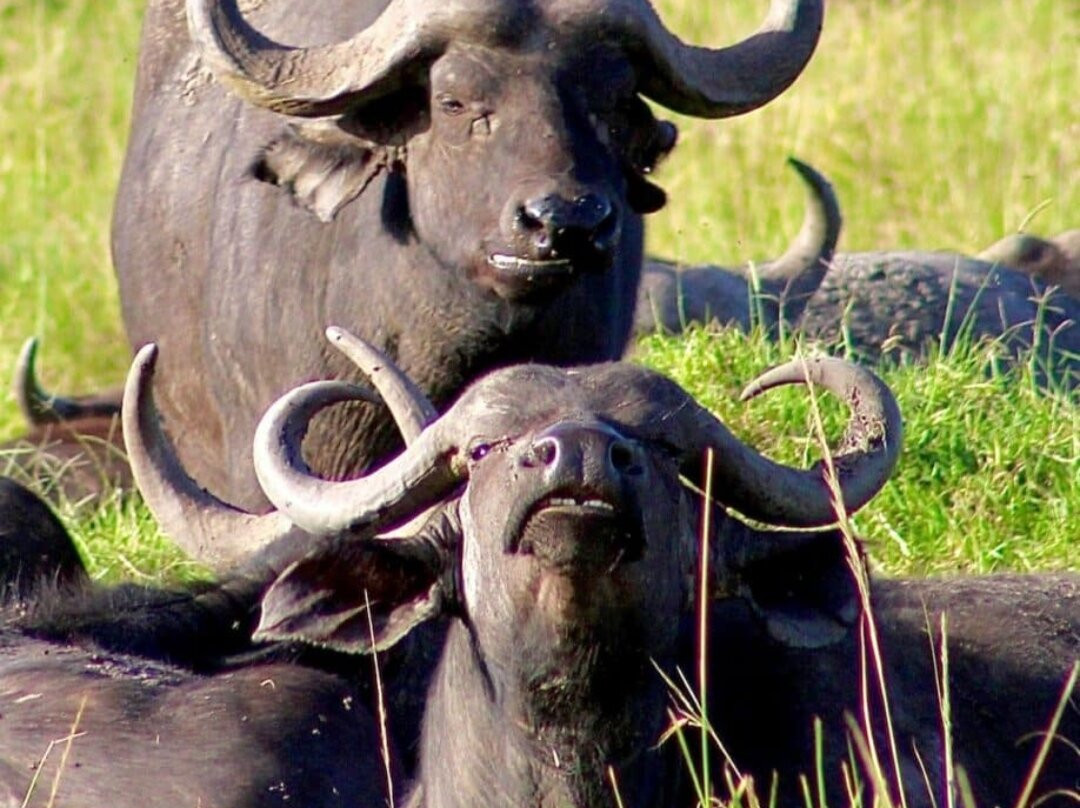 South Luangwa National Park-Mpika必去景点