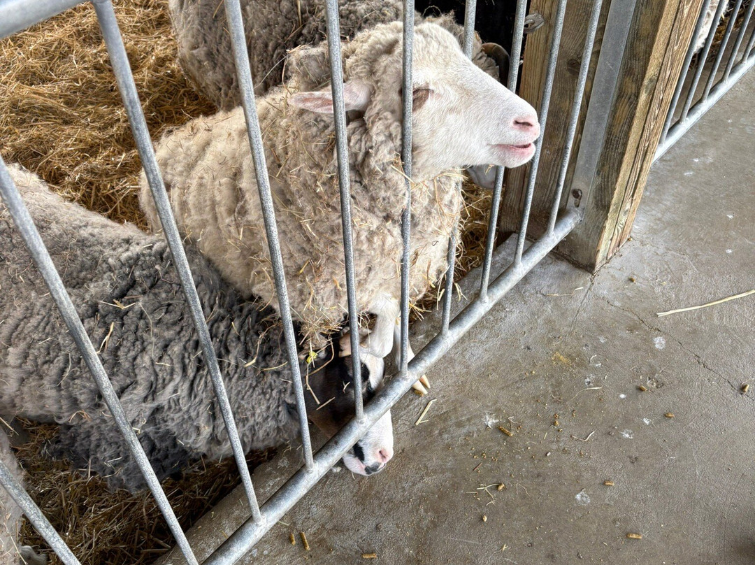 Marsh Farm Animal Adventure Park-Woodham Ferrers必去景点