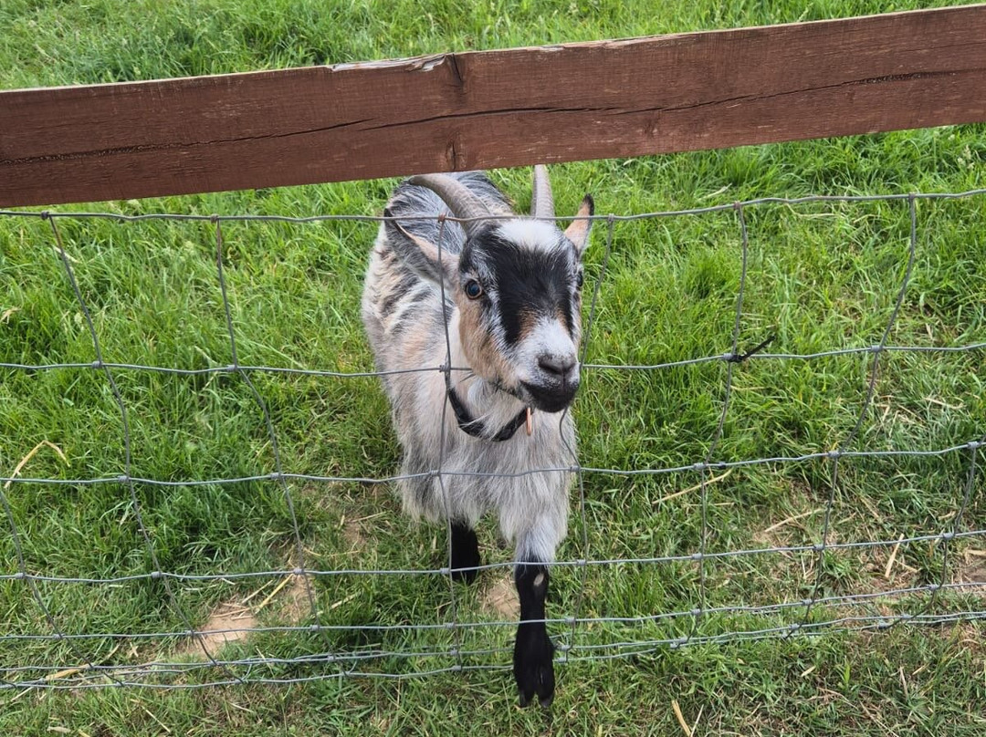 Tiny Steps Petting Farm-Bourne必去景点