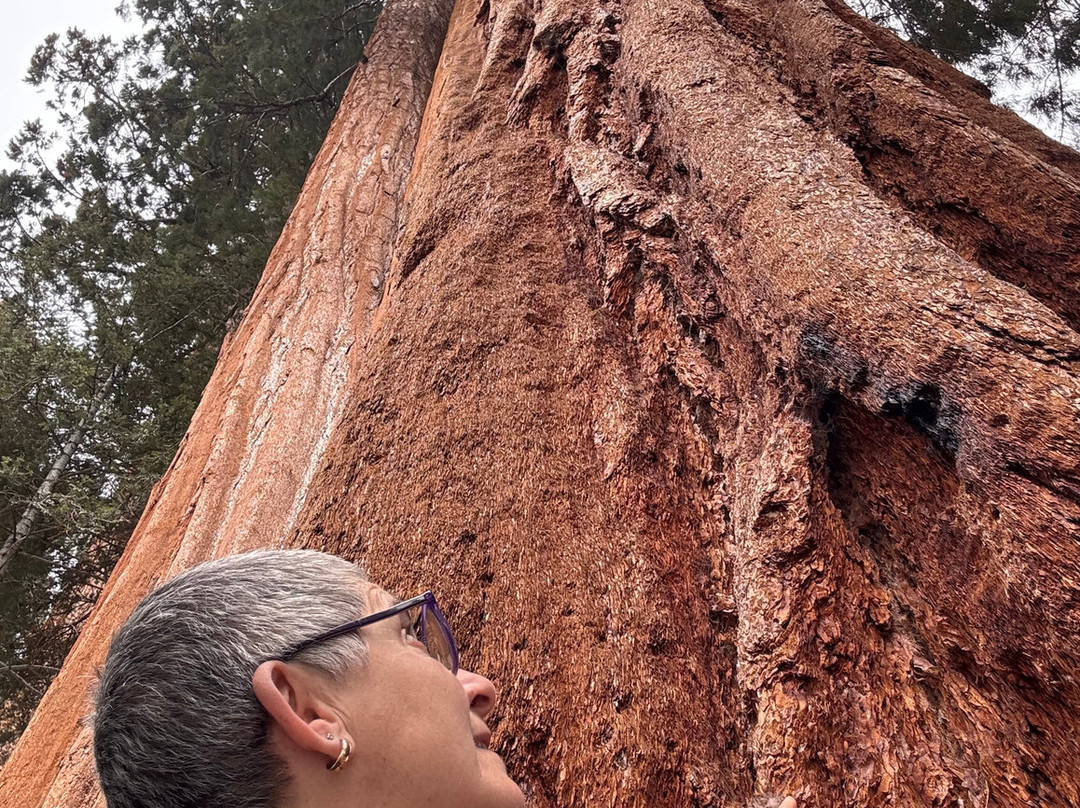 Sequoia National Park-维塞利亚必去景点