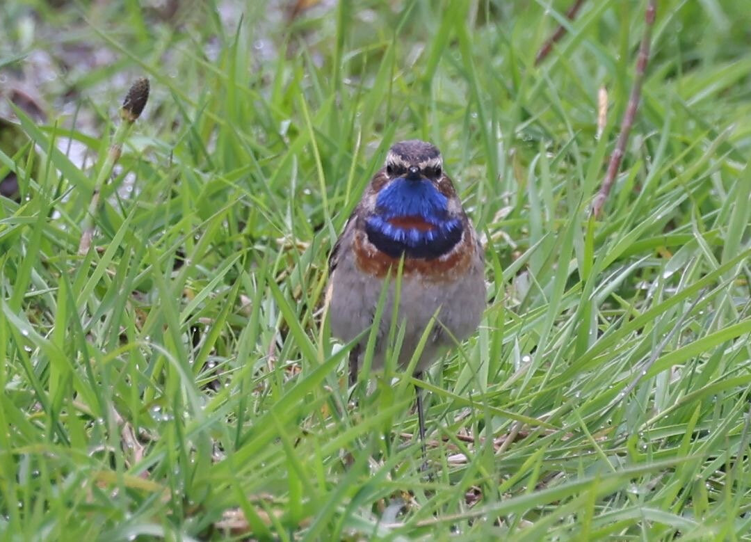 Shetland Wildlife-Sumburgh必去景点