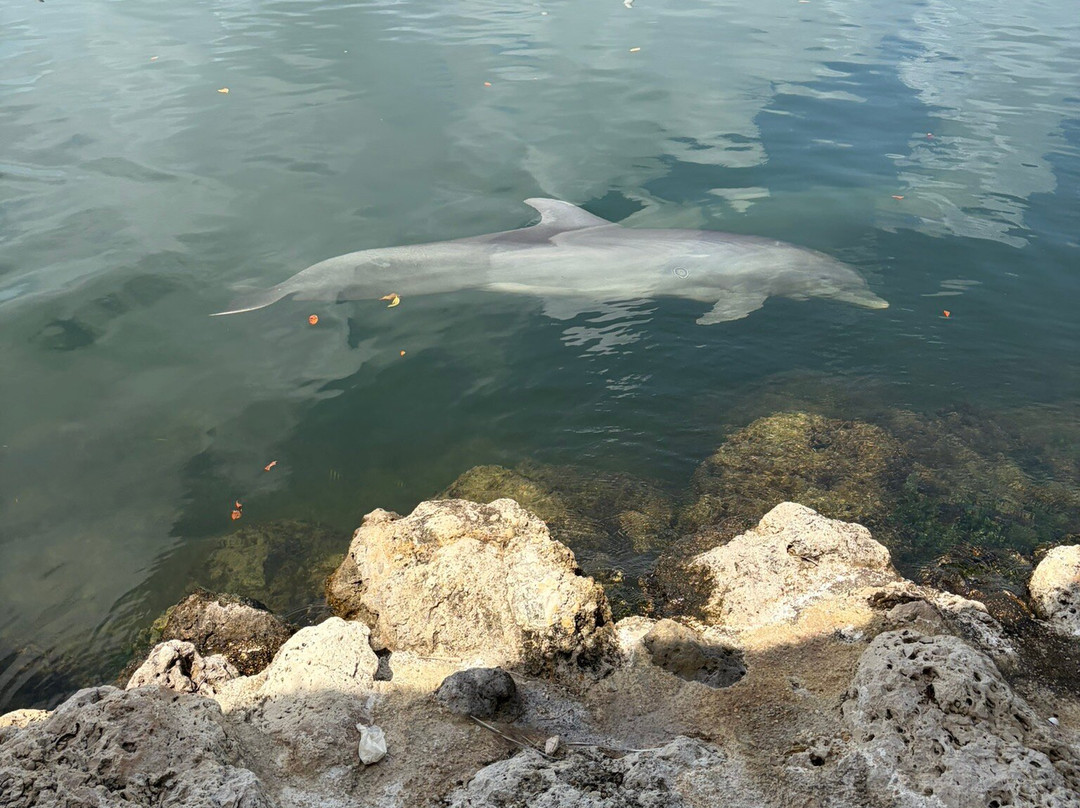 Dolphin Research Center-Grassy Key必去景点