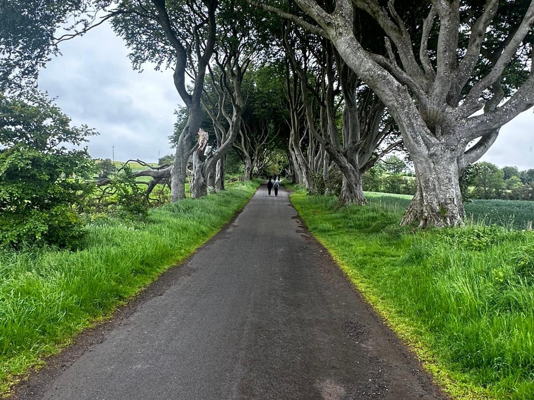 The Dark Hedges-巴利马尼必去景点