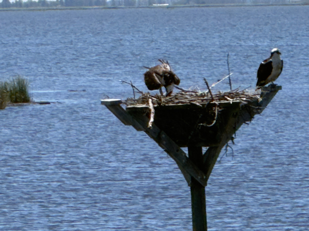 Blackwater National Wildlife Refuge-坎布里奇必去景点