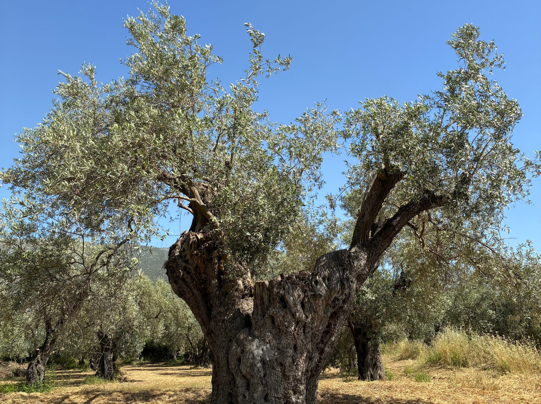 socrates olive oil tasting-Itea必去景点