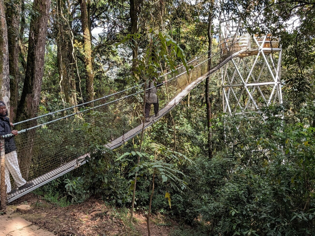 Nyungwe National Park - Rwanda-Western Province必去景点