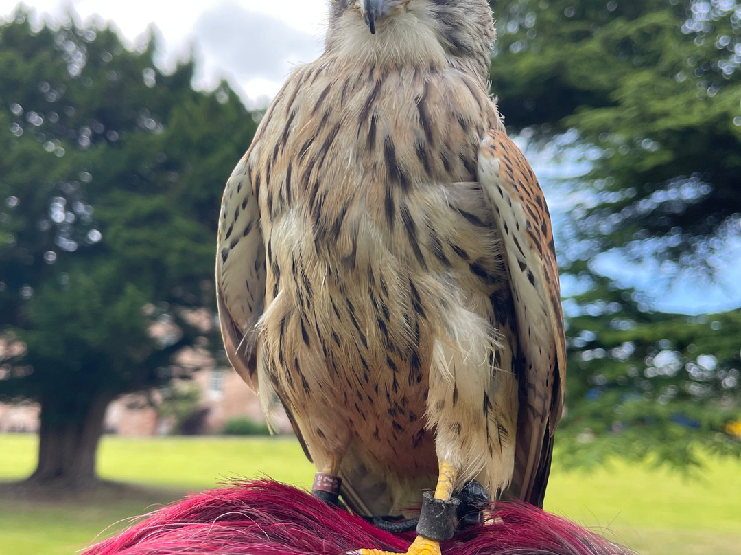 Dalhousie Castle Falconry-邦尼里格必去景点