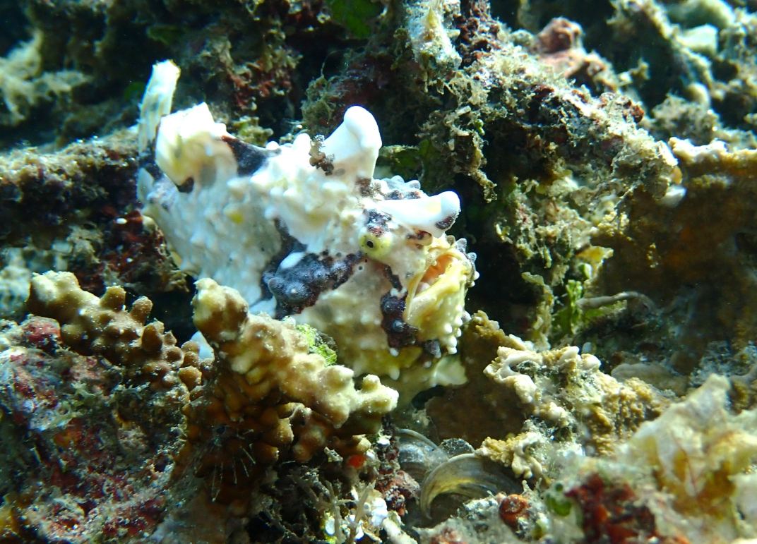 Thalassa Dive Resort Lembeh-旅行者