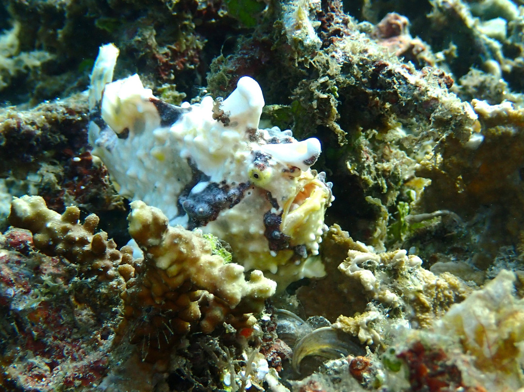 Thalassa Dive Resort Lembeh主图