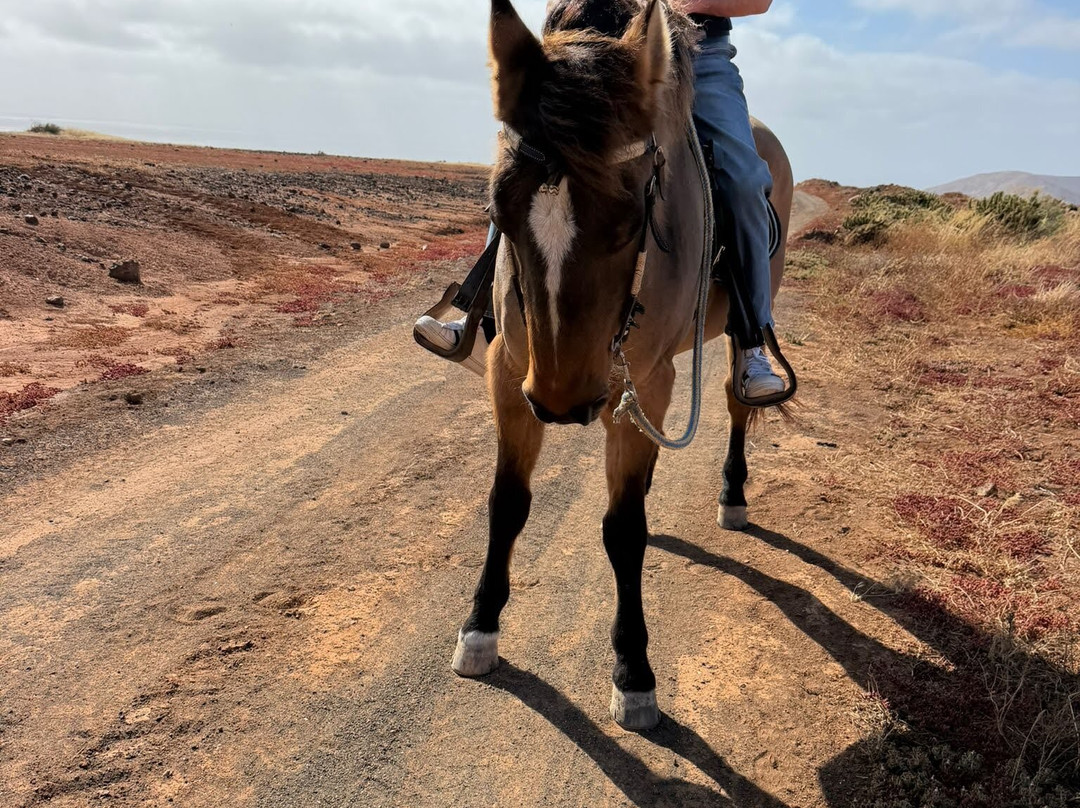 Horses Lanzarote-Teseguite必去景点