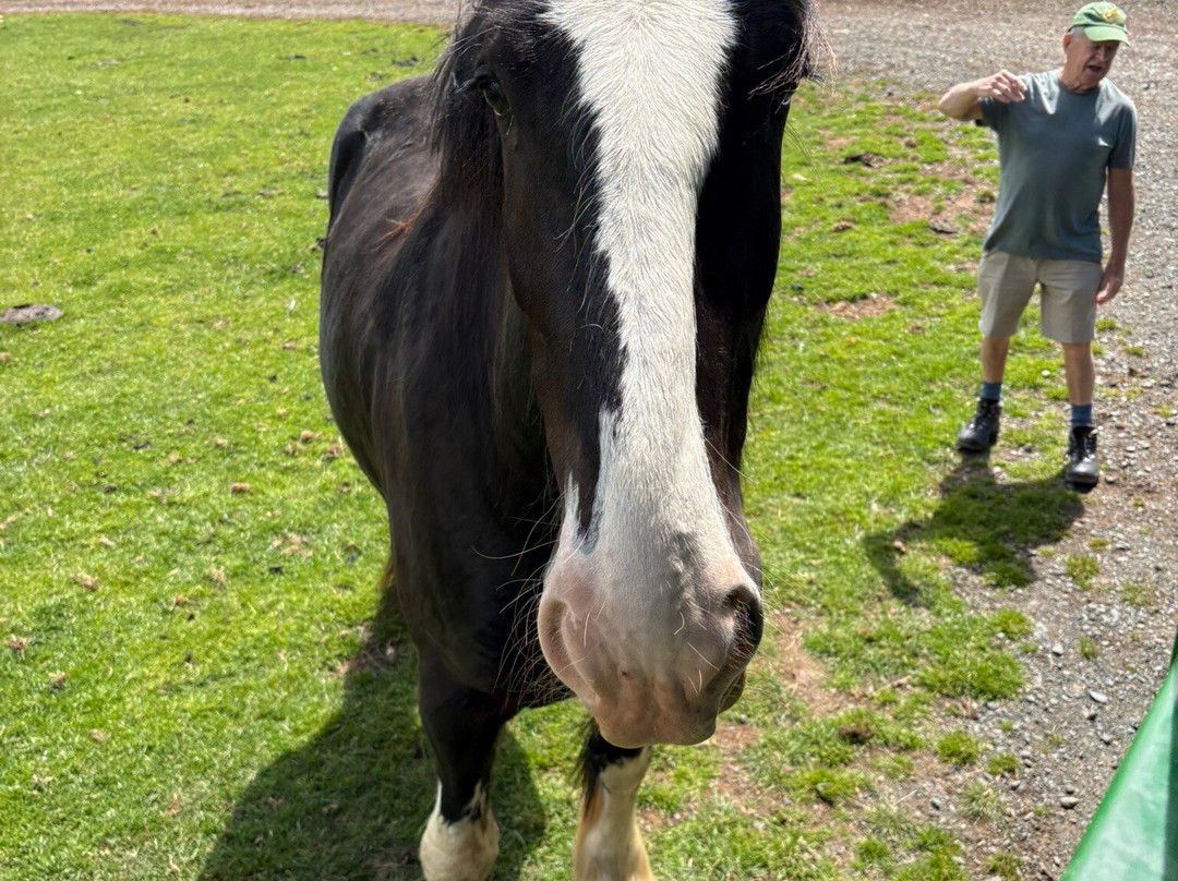 Foel Farm Park-Brynsiencyn必去景点