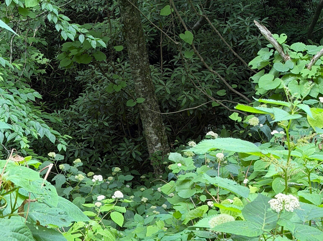 Grotto Falls Trail-大雾山国家公园必去景点