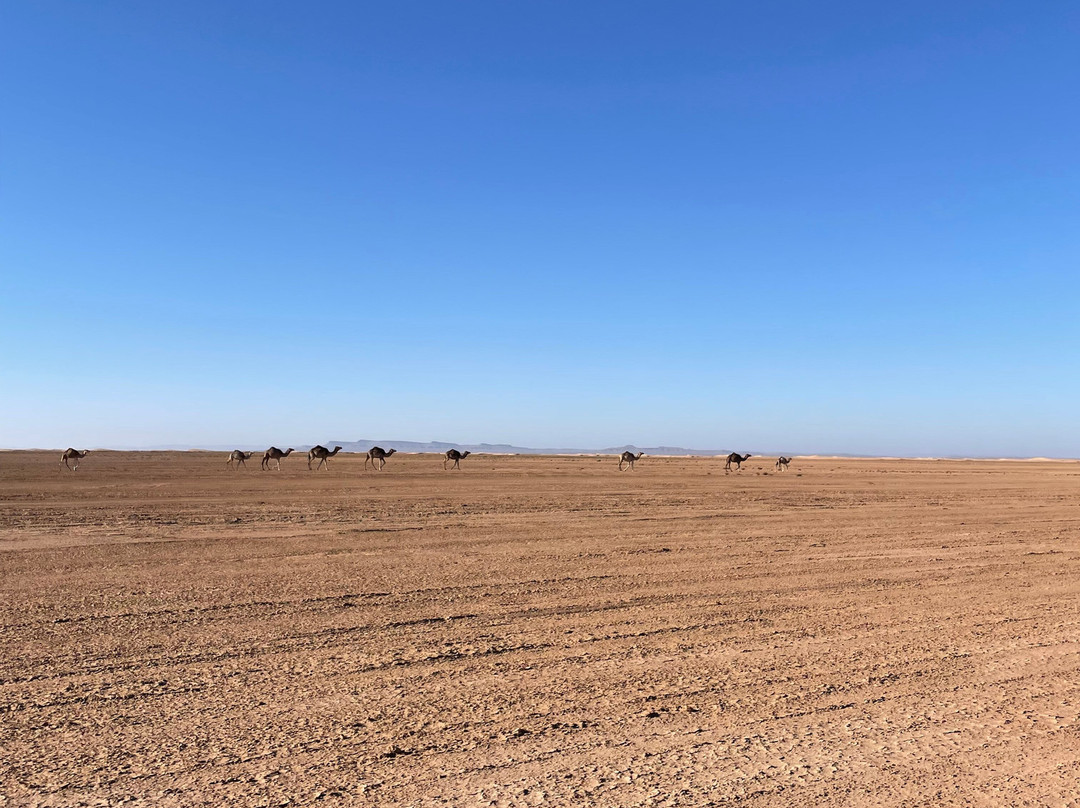 Desert Maroc Tours - Day Tours-扎古拉必去景点