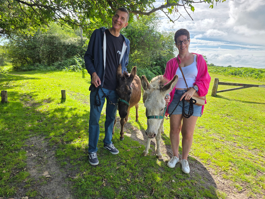 Brockenhurst Donkey Walks-Brockenhurst必去景点