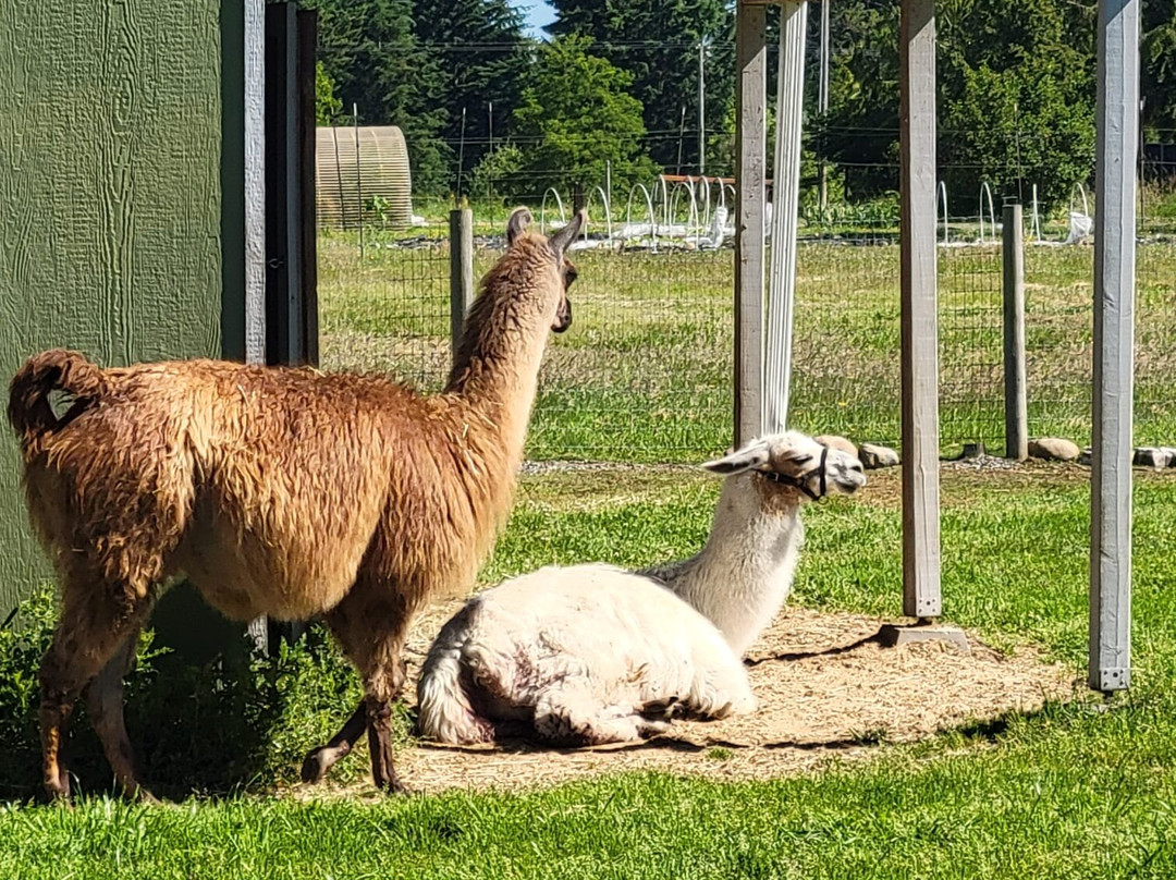 Green Apple Alpacas-奥本必去景点