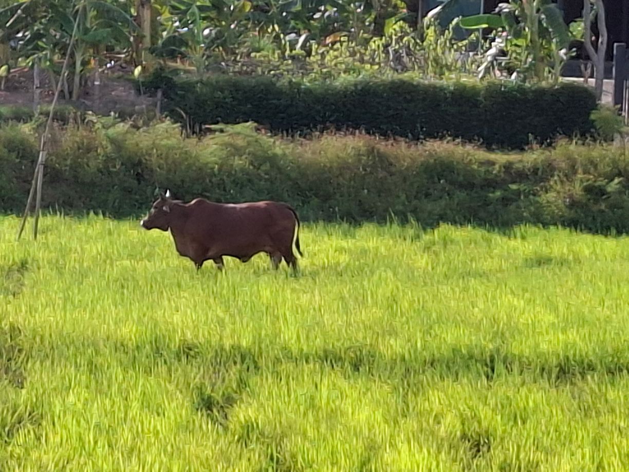 Phong Nha Farmstay-旅行者