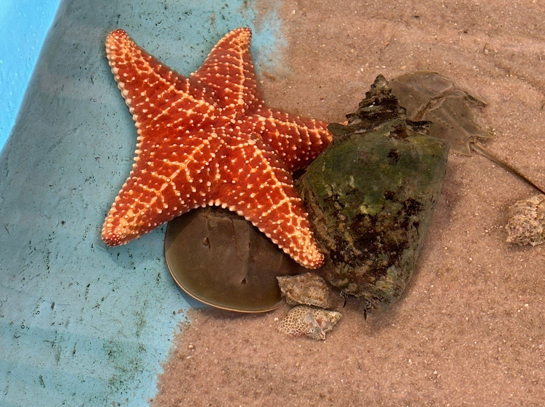 Florida Keys Aquarium Encounters-马拉松必去景点