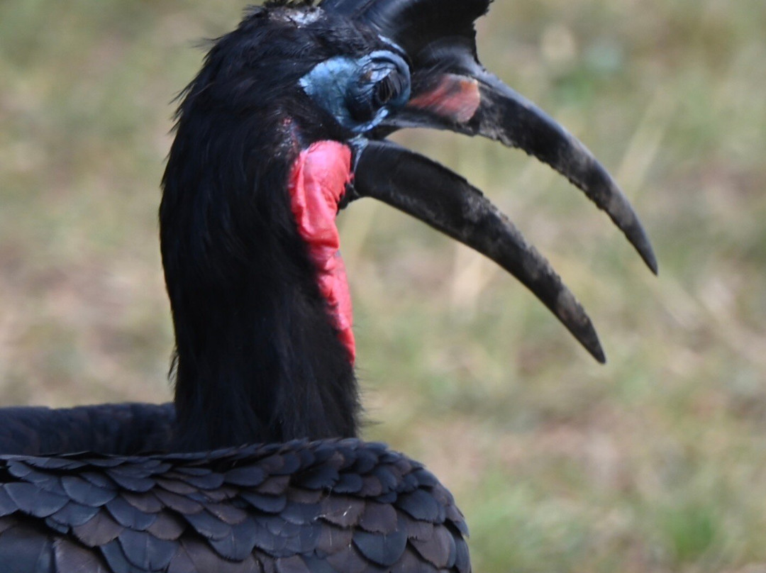 Grassrootz Adventures Uganda-坎帕拉必去景点
