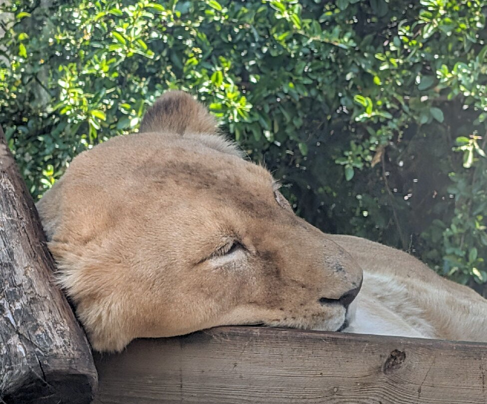 Zoo D'Amneville-昂内维尔必去景点