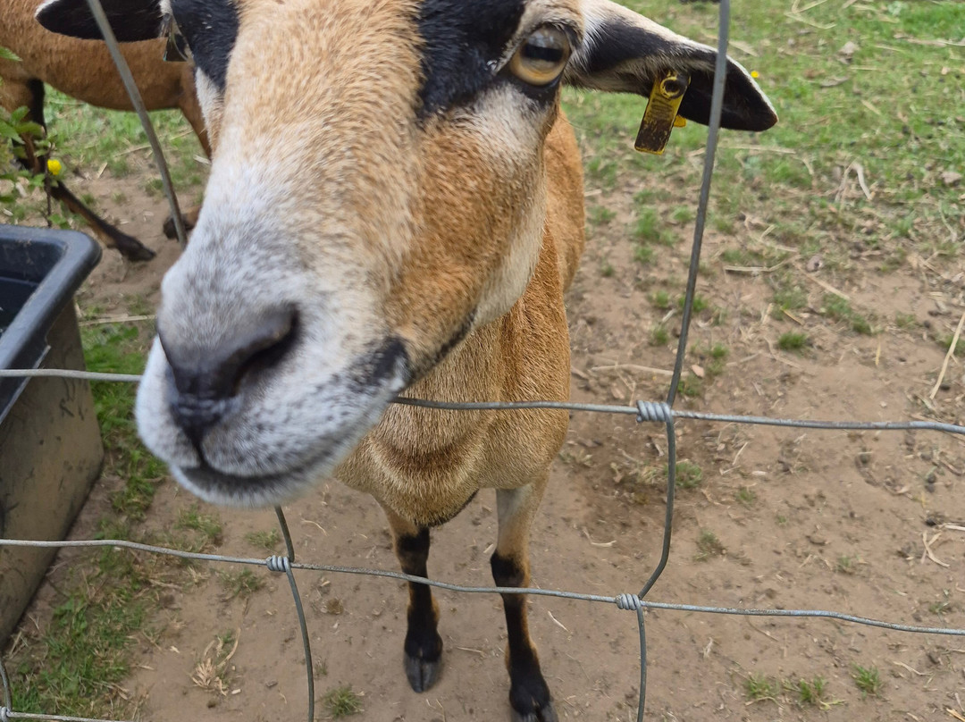 Hillview Animal Park-Alloa必去景点