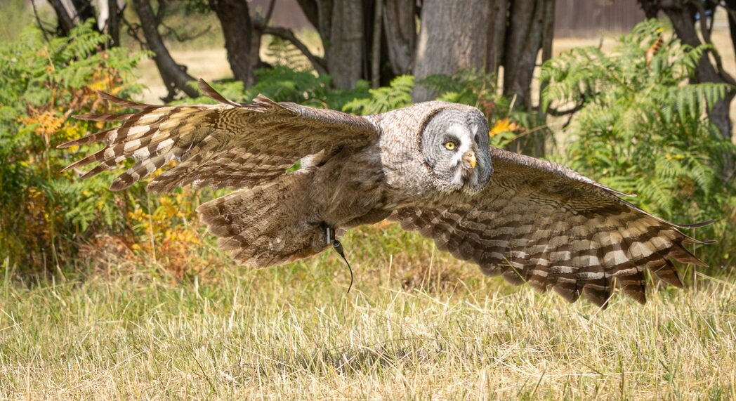 UK Owl And Raptor Centre-Groombridge必去景点