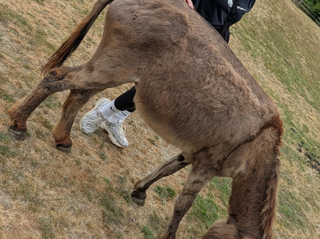 Stantons Farm - Petting Farm-Black Notley必去景点