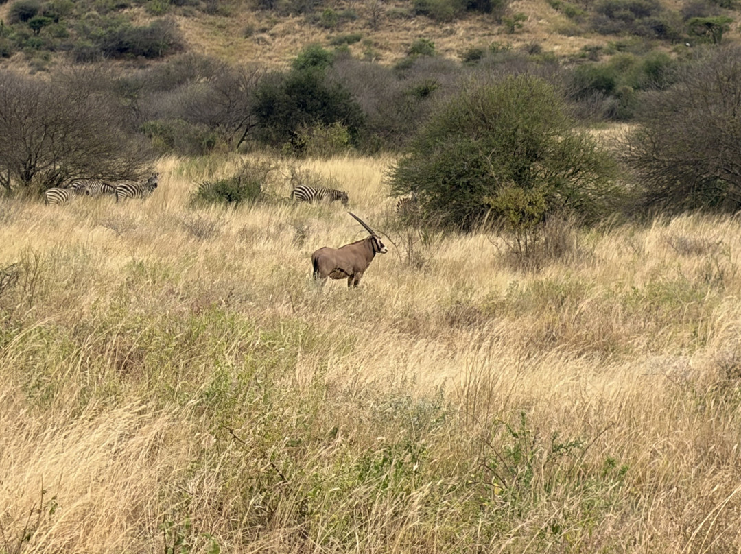 Mega Wild Safaris-坎帕拉必去景点