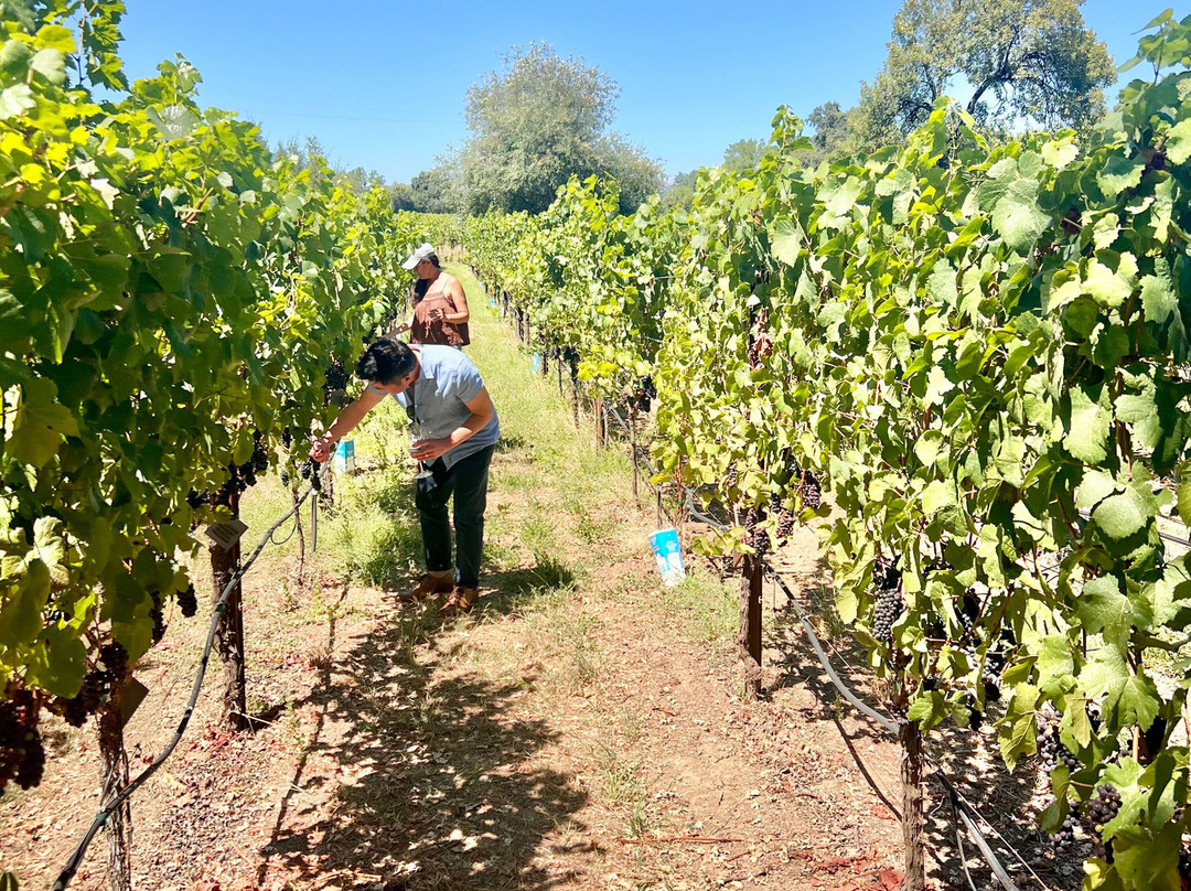 Gracianna Winery-希尔兹堡必去景点