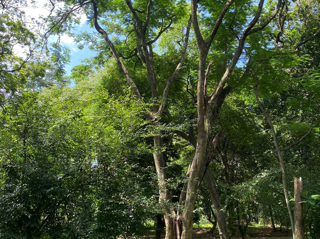 Royal Botanic Gardens Peradeniya-康提必去景点