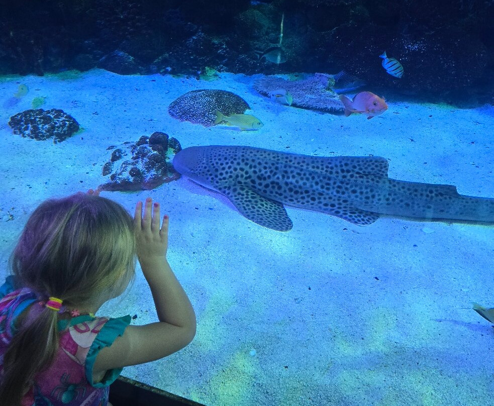 Aquarium At The Boardwalk-布兰森必去景点