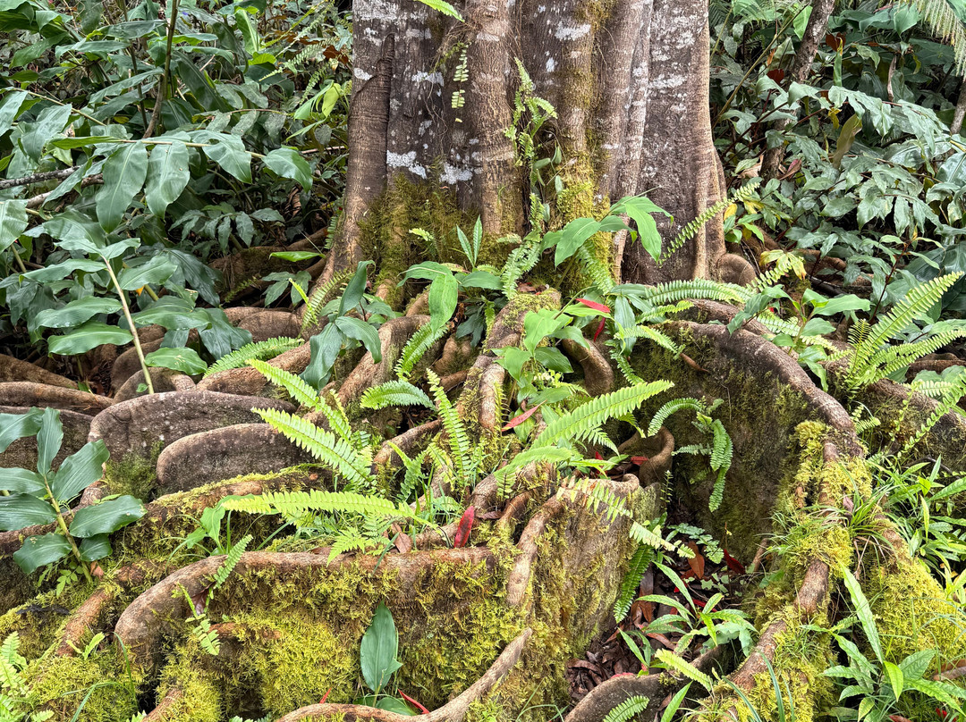 Kona Cloud Forest Sanctuary-凯鲁瓦-柯纳必去景点