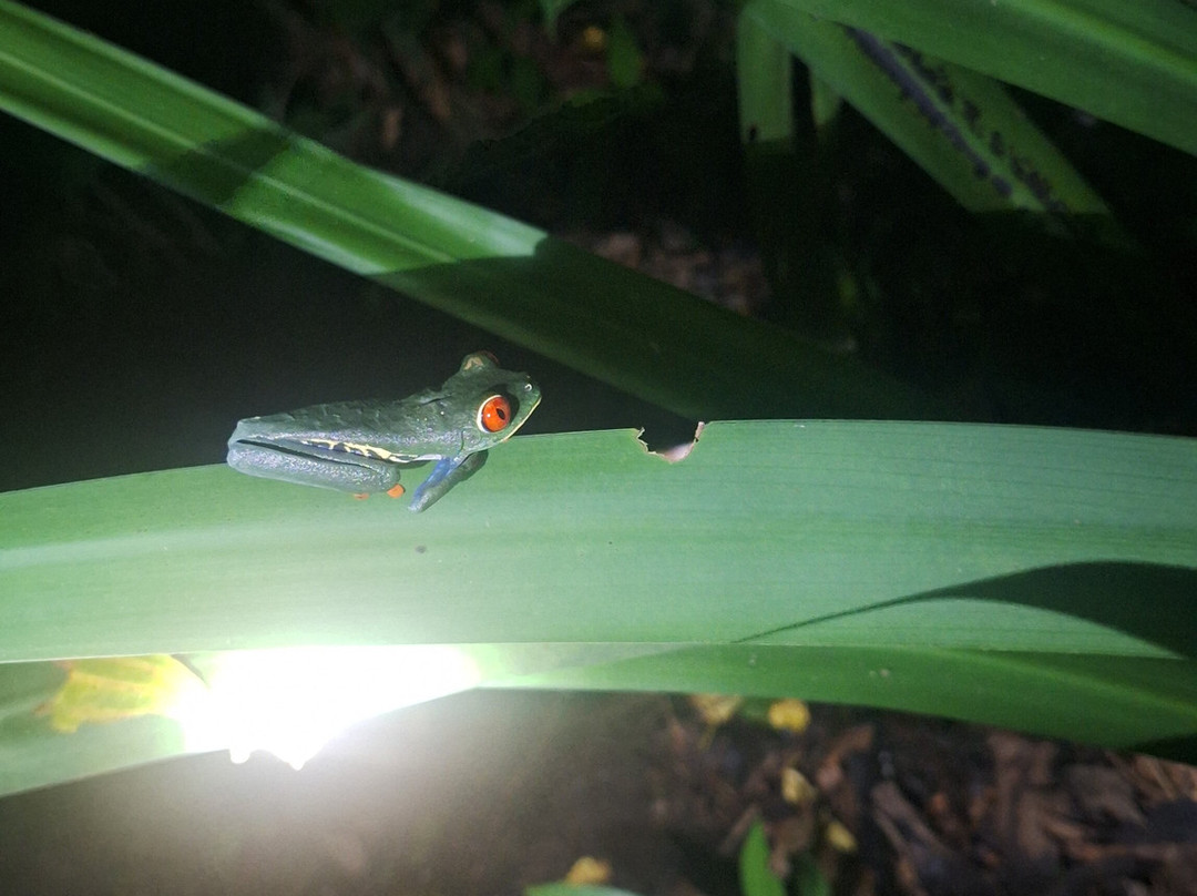 Frog's Paradise-Bijagua de Upala必去景点