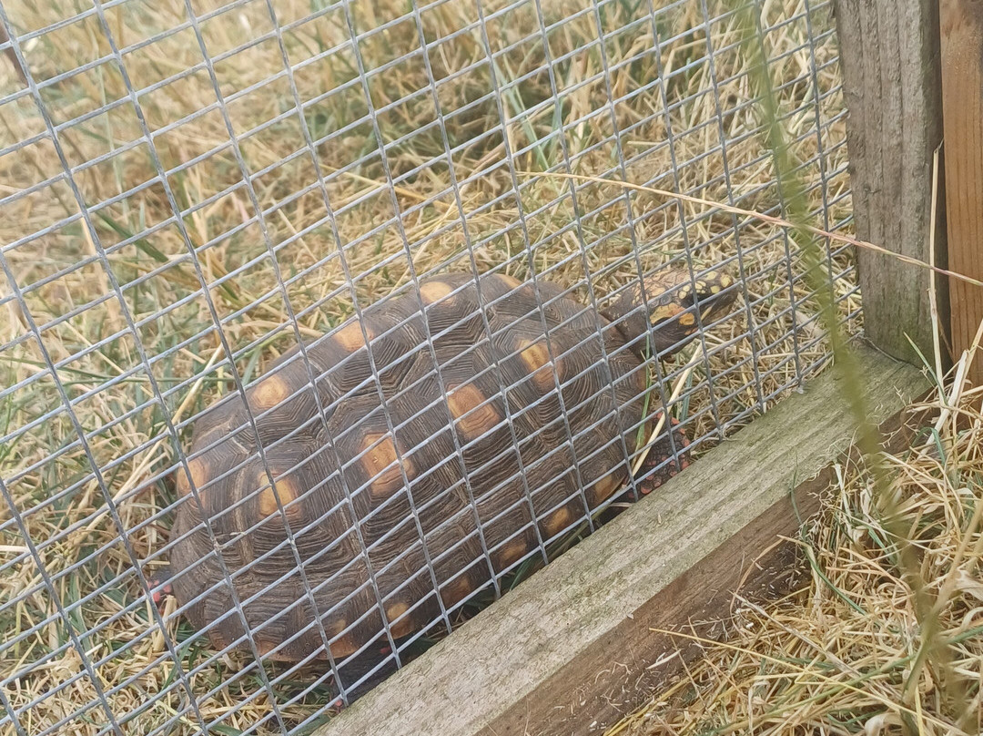 Holmes Chapel Zoo-Holmes Chapel必去景点